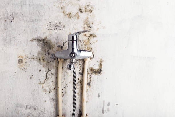 Best Local Mold Removal Service  in West Point, NE