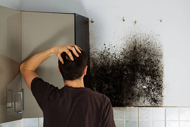 Best Certified Mold Removal  in West Point, NE